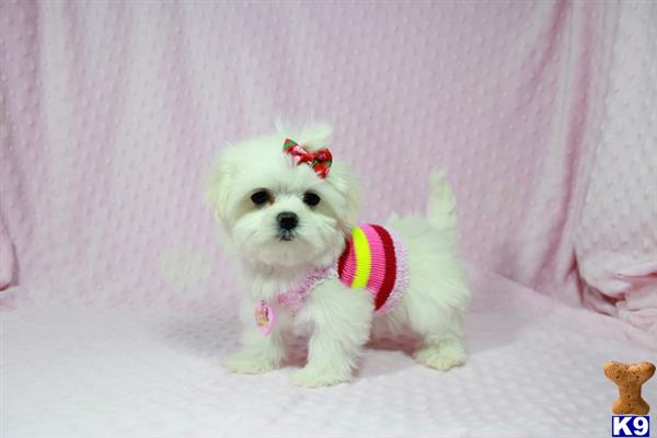 lvpuppyheaven Picture 2